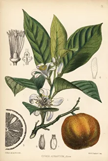 Citrus Collection: Bitter orange or Seville orange, Citrus aurantium
