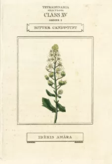 Amara Collection: Bitter or rocket candytuft, Iberis amara