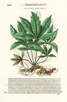 Anazarbeo Gallery: Bittercress, Cardamine species