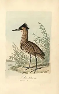 Ardea Prints: Bittern, Ardea stellaris, Botaurus stellaris
