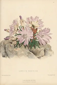Oregon Prints: Bitterroot, Lewisia rediviva