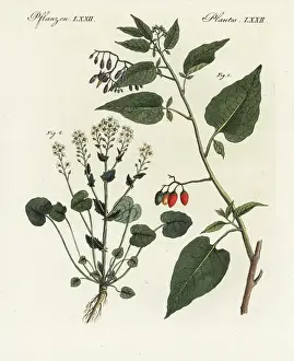 Bilderbuchfurkinder Prints: Bittersweet nightshade and scurvygrass