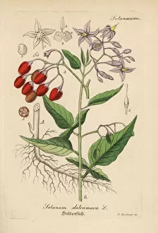 Nightshade Gallery: Bittersweet nightshade, Solanum dulcamara