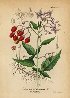 Bittersweet nightshade, Solanum dulcamara