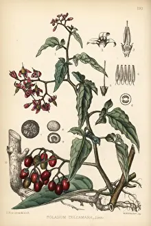 Woody Prints: Bittersweet or woody nightshade, Solanum dulcamara