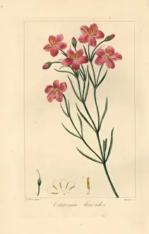Bitterwortel or bitter root, Chironia linoides