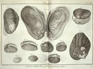 Bivalve Collection: Bivalve mollusc