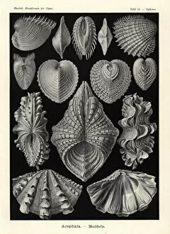 Glitsch Gallery: Bivalvia clam shells