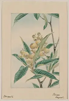 Biwa loquat