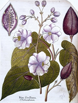Malvales Collection: Bixa orellana L. lipstick tree or roucou