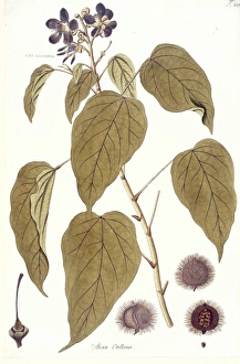 Malvales Collection: Bixa orellana, lipstick tree