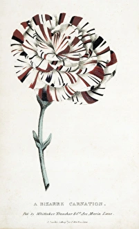 Treatise Gallery: A bizarre carnation