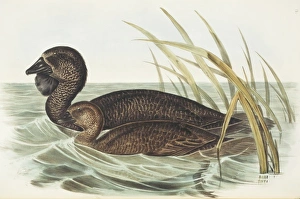 Elizabeth Gould Gallery: Biziura lobata, musk duck