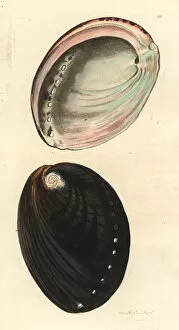 Black abalone, Haliotis cracherodii. Critically endangered