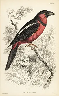 Flycatchers Prints: Black-and-red broadbill, Cymbirhynchus macrorhynchos