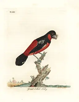 Black-and-red broadbill, Cymbirhynchus macrorhynchos