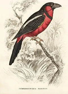 Black-and-red broadbill, Cymbirhynchus macrorhynchos