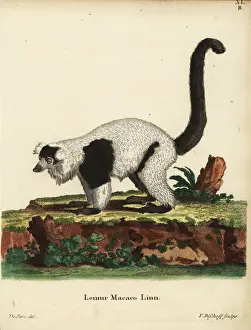 Black-and-white ruffed lemur, Varecia variegata