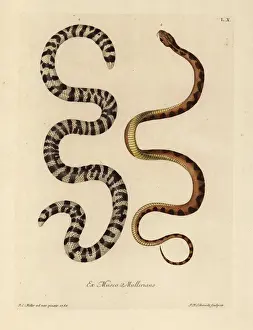 Fuliginosa Prints: Black-and-white worm lizard, Amphisbaena fuliginosa