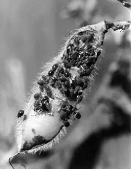S Eed Prints: Black Ants & Black Fly