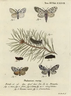 Phalaena Collection: Black arches and owlet moth