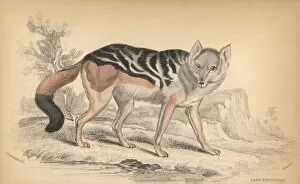 Backed Collection: Black-backed jackal, Canis mesomelas