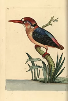 Backed Collection: Black-backed or Oriental dwarf kingfisher, Ceyx erithaca