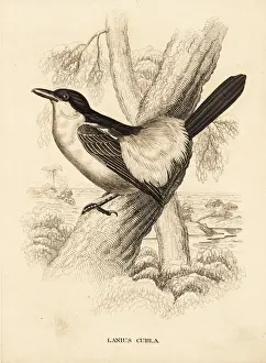 Shrike Prints: Black-backed puffback, Dryoscopus cubla