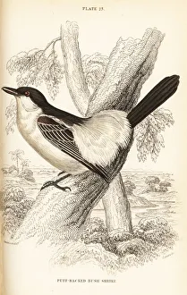 Images Dated 11th April 2020: Black-backed puffback, Dryoscopus cubla