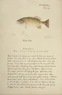 Black bass