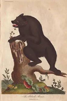 Bear Prints: Black bear attacked by bees as it attempts