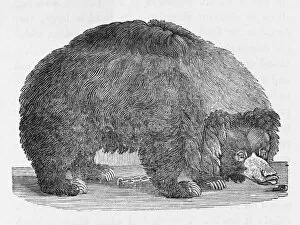 Puzzled Collection: Black Bear (Bewick)