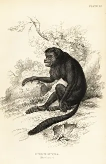 Black-bearded saki, Chiropotes satanas. Critically