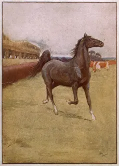 Frightened Prints: Black Beauty experiences his first train. Date: circa 1930