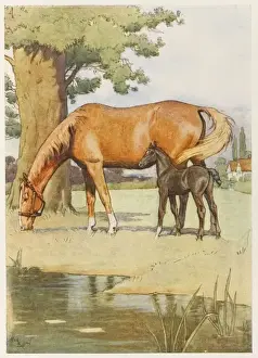 Peacefully Prints: Black Beauty & Mother