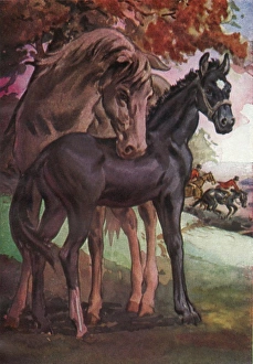 Images Dated 18th March 2011: Black Beauty & Mother
