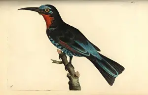 Black bee-eater, Merops gularis