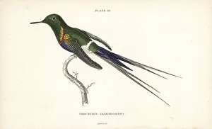 Trochilus Collection: Black-bellied thorntail, Discosura langsdorffi