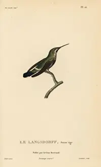 Black-bellied thorntail, Discosura langsdorffi. Immature