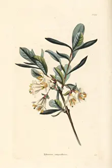 Black-berried honeysuckle, Lonicera nigra