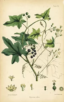 Black-berried white bryony, Bryonia alba