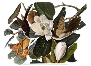 Cuckoo Prints: Black-Billed Cuckoo, by John James Audubon