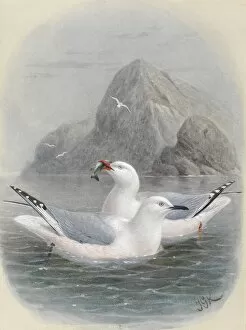 Keulemans Collection: Black-Billed Gull and Red-Billed Gull