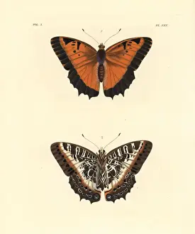 Charaxes Prints: Black-bordered charaxes, Charaxes pollux