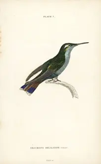 Black-breasted plovercrest, Stephanoxis lalandi (female)