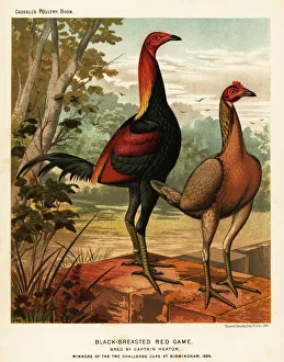 Brooks Collection: Black-breasted red game birds