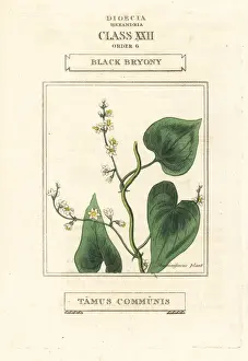 Communis Prints: Black bryony, Dioscorea communis