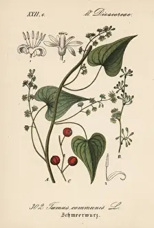 Communis Prints: Black bryony, Tamus communis