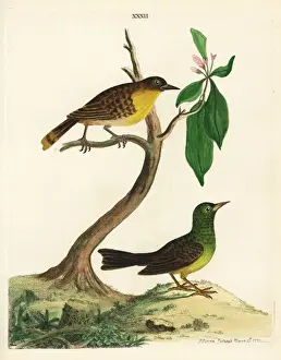 Loten Prints: Black-capped bulbul, Pycnonotus melanicterus