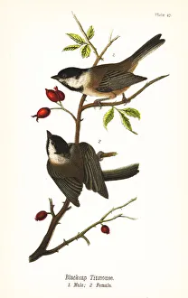 Black-capped chickadee, Poecile atricapillus